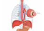 custom anatomy diagrams, medical illustrations and educational graphics